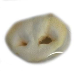 [1000000000032] NAPETS SNACK NATURAL MORRO CERDO 1 PIEZA